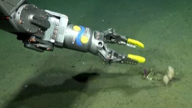 Photo of El Conicet recorre las profundidades del Cañón de Mar del Plata y muestra su biodiversidad con una transmisión en vivo