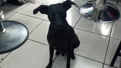 Photo of La emotiva historia de Abelito, el perro que vivía en la calle y ahora trabaja en dos países