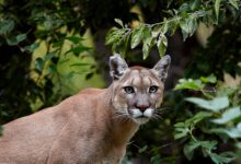 Photo of Moreno: temor entre vecinos por un puma suelto desde el sábado