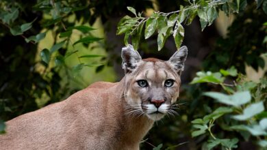 Photo of Moreno: temor entre vecinos por un puma suelto desde el sábado