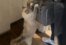 Photo of El emotivo video viral de una gata que se despide de sus bebés adoptivos