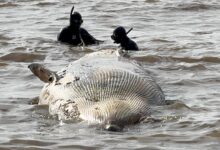 Photo of Evitemos el error de las pobres ballenas