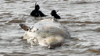 Photo of Evitemos el error de las pobres ballenas