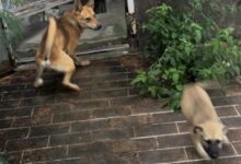 Photo of Los llamaron por unos cachorros abandonados y cuando llegaron a rescatarlos se llevaron la sorpresa de su vida