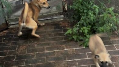 Photo of Los llamaron por unos cachorros abandonados y cuando llegaron a rescatarlos se llevaron la sorpresa de su vida