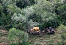Photo of Desmontes ilegales: solo en dos provincias se perdieron 31.000 hectáreas de bosque en los primeros seis meses del año