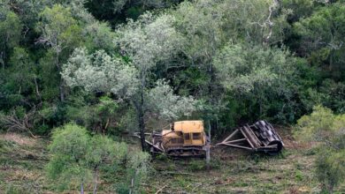 Photo of Desmontes ilegales: solo en dos provincias se perdieron 31.000 hectáreas de bosque en los primeros seis meses del año