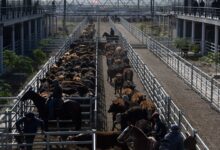 Photo of Vacunos: oferta moderada y subas en el Mercado Agroganadero de Cañuelas