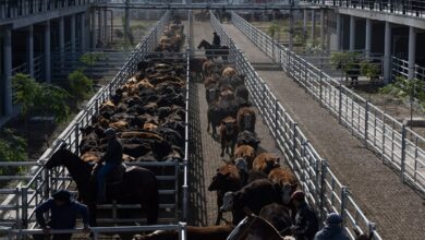 Photo of Vacunos: oferta moderada y subas en el Mercado Agroganadero de Cañuelas