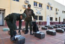 Photo of El héroe de cuatro patas: Tango descubrió un cargamento de casi una tonelada y media de droga en un camión que iba a Chile