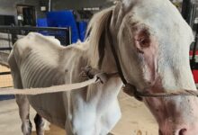 Photo of Lo abandonaron en un descampado; tenía heridas en el cráneo y había perdido un ojo: “Los golpes que recibió fueron demasiados”