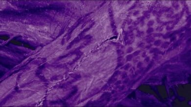 Photo of Los complejos tatuajes descubiertos en una “momia de hielo” siberiana de hace 2500 años