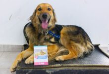 Photo of RGA Mascotera: el Municipio realizó una nueva jornada de vacunación antirrábica