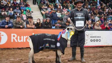 Photo of Ovinos: la raza Hampshire Down se lució en la Exposición Rural de Palermo