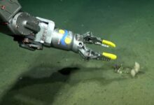 Photo of ¿Una bolsa con inscripciones chinas? Las otras sorpresas del fondo marino de una expedición científica que alerta sobre la huella humana