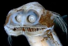 Photo of El pez telescopio que parece salido de una película de ciencia ficción y causó furor tras el streaming del Conicet