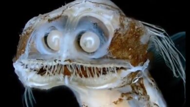 Photo of El pez telescopio que parece salido de una película de ciencia ficción y causó furor tras el streaming del Conicet