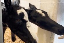 Photo of Así son Lucky y Charm, los potros gemelos “extremadamente raros” nacidos en Florida