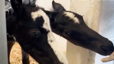 Photo of Así son Lucky y Charm, los potros gemelos “extremadamente raros” nacidos en Florida