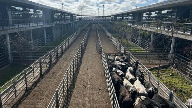 Photo of Vacunos: otra oferta moderada con demanda tranquila en el Mercado Agroganadero de Cañuelas