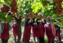 Photo of Modelo exitoso: llegó de España con 13 años, se dedicó a las frutas y ahora su empresa exporta uvas a exclusivos mercados