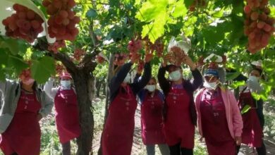 Photo of Modelo exitoso: llegó de España con 13 años, se dedicó a las frutas y ahora su empresa exporta uvas a exclusivos mercados