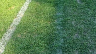 Photo of Insólita polémica: San Lorenzo acusó a Tigre de haber achicado la cancha, pero Morón la había modificado hace tres meses