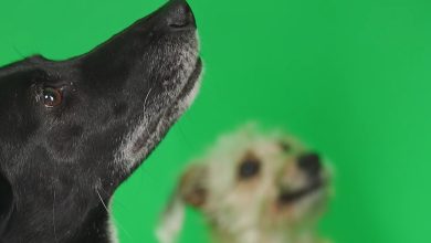 Photo of Salud bucal en perros: por qué es vital prestar atención a la boca