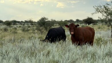 Photo of Embriones congelados: una provincia que en 2025 marcó hitos con las vacas firmó un ambicioso acuerdo con el Conicet